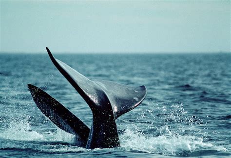 California Gray Whales - Joel Sartore