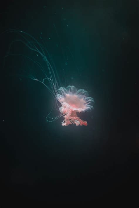 Orange Jellyfish Photo · Free Stock Photo