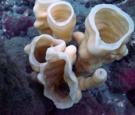 Ancient glass sponge reef discovered off B.C. coast | CBC News