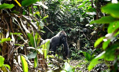 Congo Wildlife – Ramdas Iyer Photography