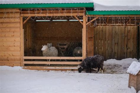 Caring For Your Sheep In Winter (What To Expect) - SheepCaretaker