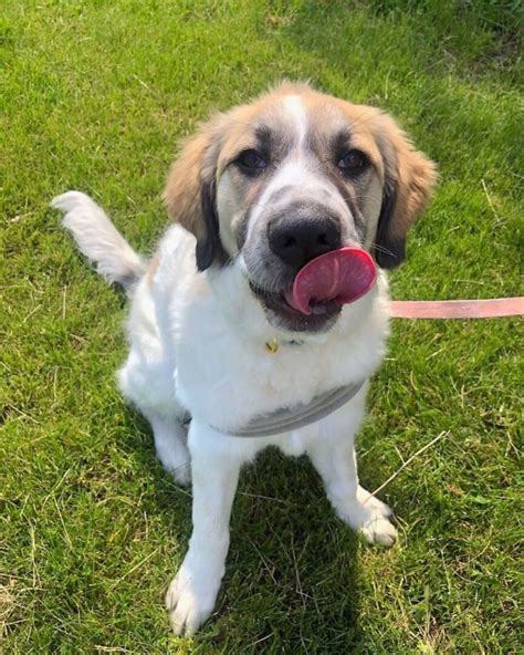 27 Beautiful Great Pyrenees Mixes (With Pictures) - Bubbly Pet