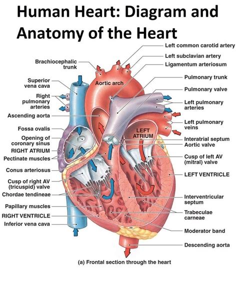 the human heart diagram and anatomy of the heart