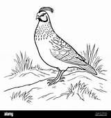 Quail Coloring Page For Kids Stock Vector Image & Art  Alamy sketch template