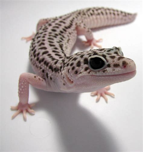 Largest Leopard Gecko In The World