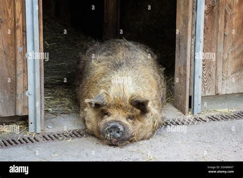 Fat pig sleeping in the sun Stock Photo - Alamy