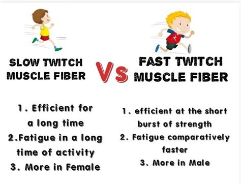 Difference Between Slow and Fast twitch muscle fiber