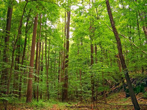 Lofty | Second-growth deciduous forest, Johnsonburg Swamp Pr… | Flickr