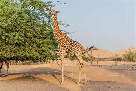 Beautiful Wild Animal Tall Giraffe in Al Ain Zoo Safari Park, United Arab Emirates Stock Photo ...