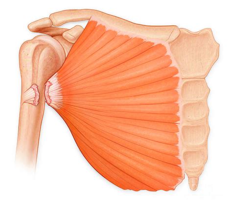 Pectoralis Muscle