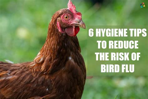 6 Useful Hygiene Tips To Reduce The Risk Of Bird Flu | The Lifesciences ...