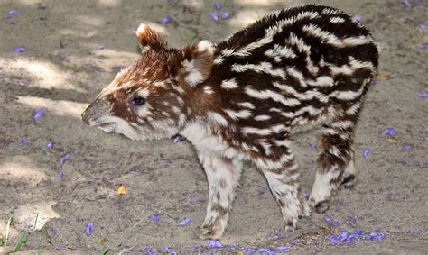 Mountain Tapir - Los Angeles Zoo and Botanical Gardens