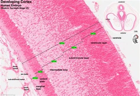 AE Practical - Neural Histology - Embryology | Human embryo, Practice ...