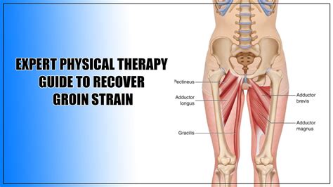 Groin Strain: Symptoms, Treatment, And Recovery, 59% OFF