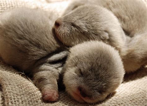 Otterly Adorable Sleeping Baby Otters : r/Eyebleach