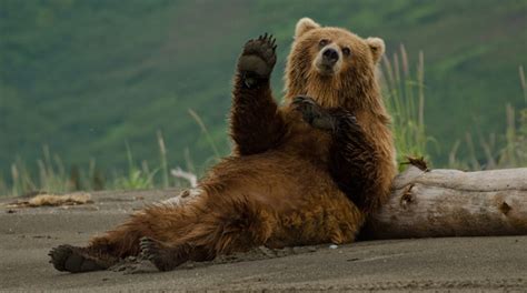 ゴミを食べているクマは怠惰になる | ギズモード・ジャパン