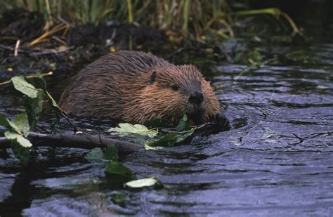 What Kind of Habitat Do Beavers Live In? | Animals - mom.me