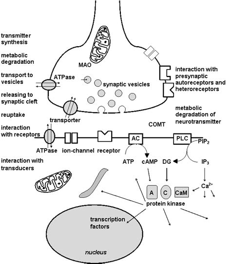 Antidepressants Mechanism Of Action