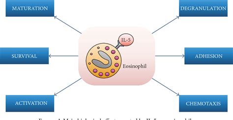 Mepolizumab Mechanism Of Action