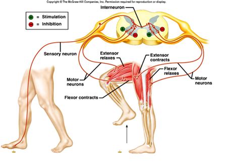 Sports, Sports Science & Physical Education: Crossed-Extensor Reflex