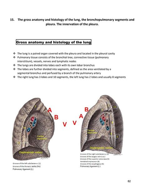 SOLUTION: gross anatomy and histology of the lung - Studypool