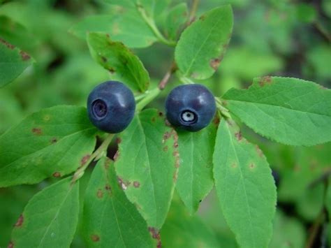 Vaccinium membranaceum - Alchetron, The Free Social Encyclopedia