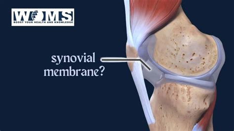 What is The Synovial membrane? - WOMS