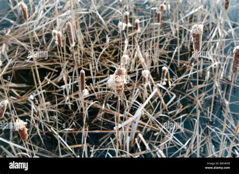 Bulrushes on a pond UK Stock Photo - Alamy