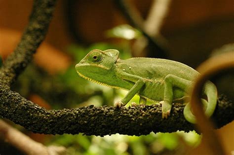 chameleon natural habitat - Google Search | Chameleon, Habitats, Animals