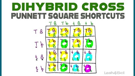 Dihybrid Cross Genotype Punnett Square Genetics Notes Dihybrid Cross 24140 | The Best Porn Website