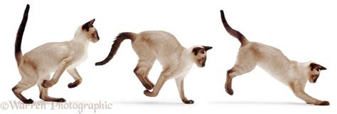 Siamese cat running photo WP08138