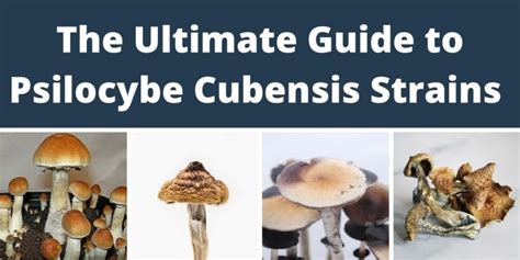 Best Psilocybe Cubensis Strains Ranked By Potency, Visuals & Effects