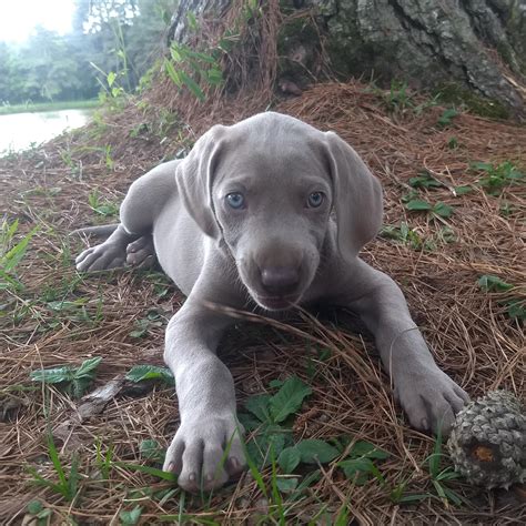 Pretty blue eyes : weimaraner