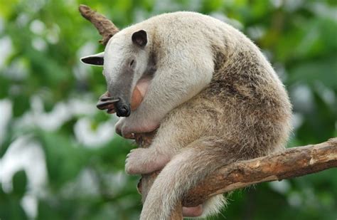 Southern Tamandua Facts, Habitat, Diet, Life Cycle, Baby, Pictures