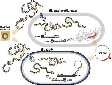 Heterologous Expression, Biosynthesis, and Mutagenesis of Type II Lantibiotics from Bacillus ...