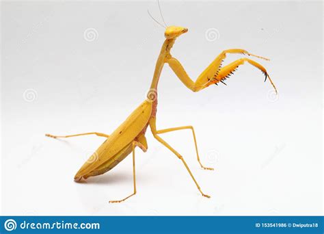 Yellow Praying Mantis On White Background Stock Photo - Image of eating ...