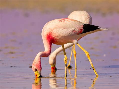 What Do Flamingos Eat? (Complete Guide) | Birdfact