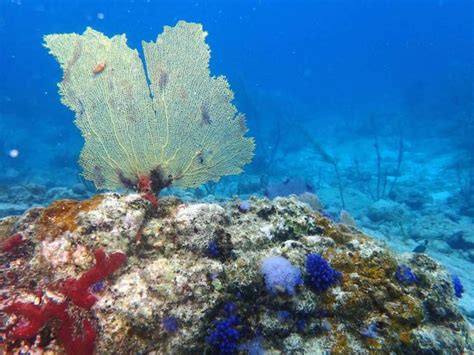 St. John Snorkeling Update - Virgin Islands