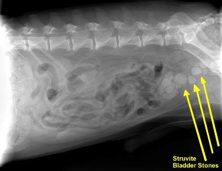 Struvite Stones (Canine) - Mar Vista Animal Medical Center