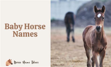 260 Baby Horse Names (With Meanings) - HorseNameIdeas.com