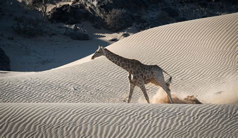 Namibia Wildlife - Top 10 Best Animals To Spot In Namibia