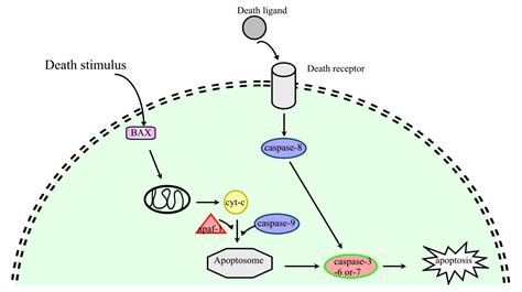 Necrosis as Programmed Cell Death | IntechOpen