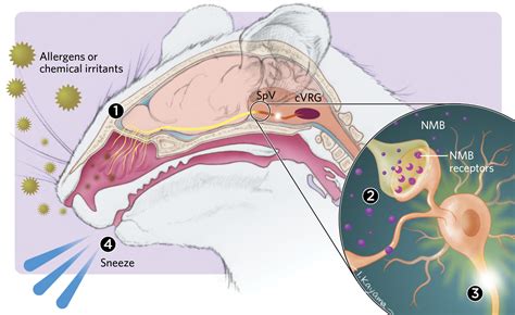 Infographic: The Neural Pathway of Sneezing | The Scientist Magazine®