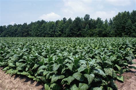 field-of-tobacco-plants - South Carolina Pictures - South Carolina ...