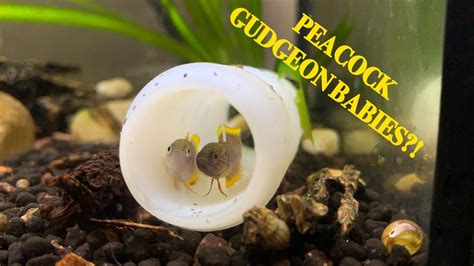 How to Breed Peacock Gudgeons (Step by Step) - YouTube