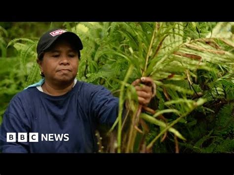 Sierra Madre: Fighting to save what's left of a vital rainforest in the ...