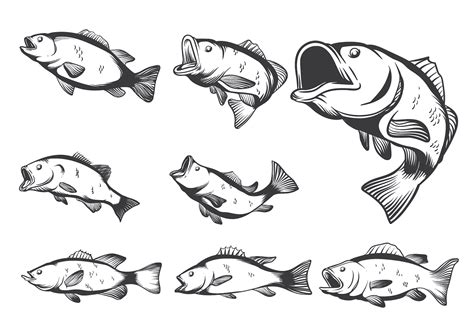 Bass Fish Vectors - Download Free Vector Art, Stock Graphics & Images