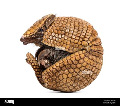 Brazilian three-banded armadillo rolling, Tolypeutes tricinctus - 4 ...