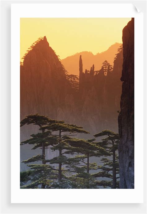 Mt. Huangshan Pine Trees posters & prints by Corbis