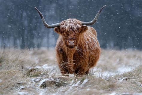 Snowy Highland cow - Wallpaper